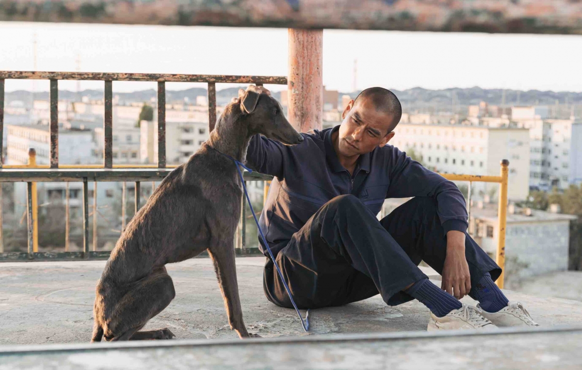 Black Dog en la Filmoteca d'Estiu: qué ver este fin de semana